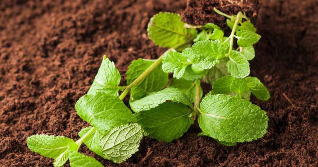 Choose and Plant Your Herbs