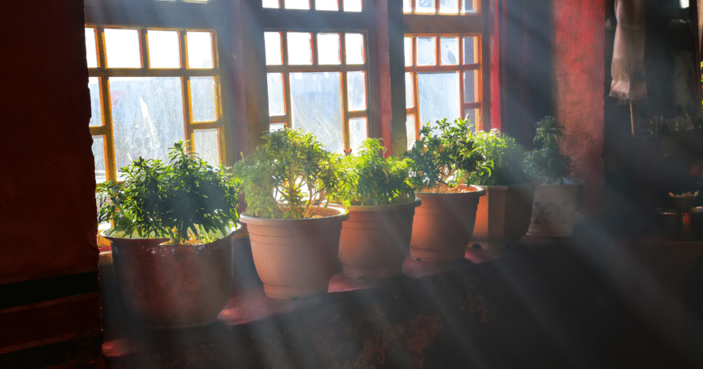 Find a Sunny Spot for Your Windowsill Herb Garden