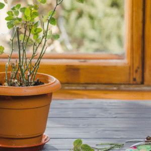 How to Start a Windowsill Herb Garden (Even If You’ve Never Grown a Thing!)
