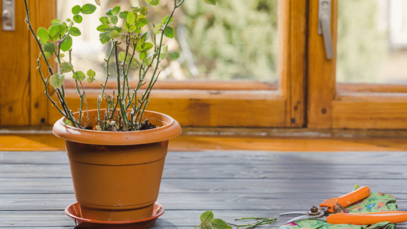 How to Start a Windowsill Herb Garden (Even If You’ve Never Grown a Thing!)